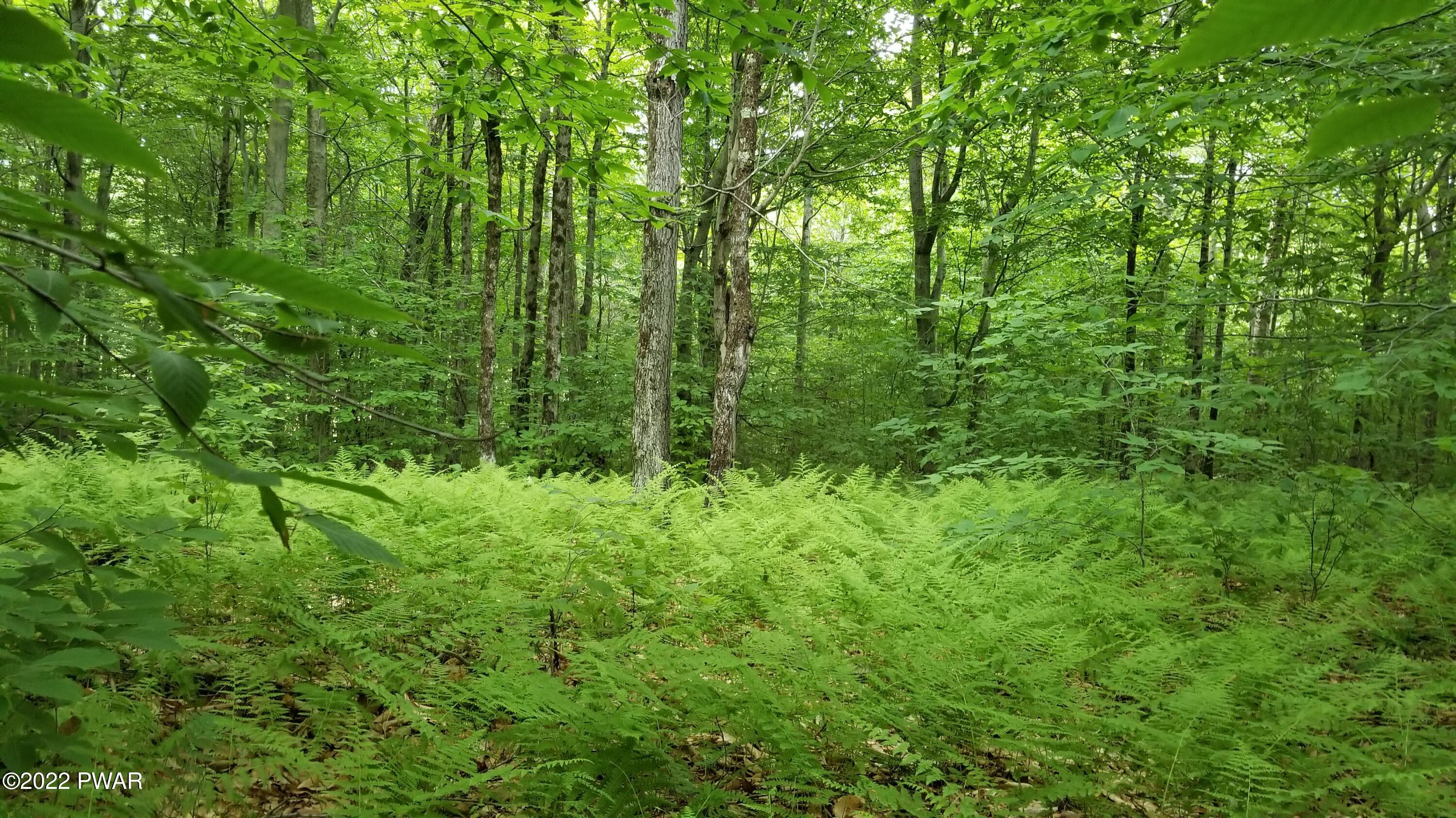 Lot 80 Stonegate Road Equinunk, PA 18417 - Photo 2 of 58