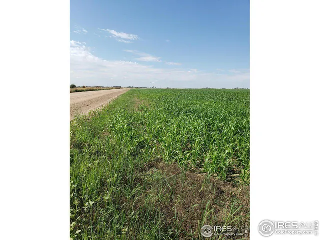 a view of a yard with plants and a plant