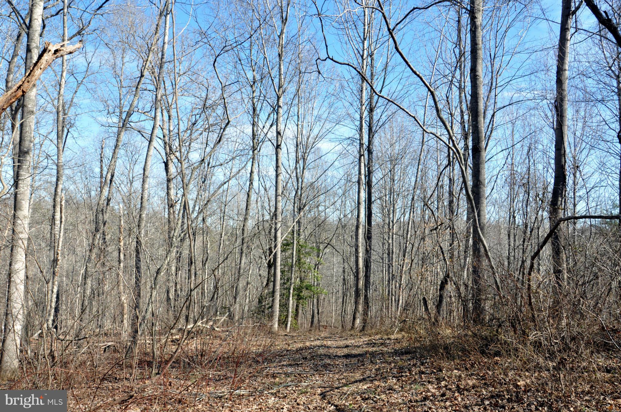 South Colonels Lane Castleton, VA 22716 - Photo 8 of 10 Woods