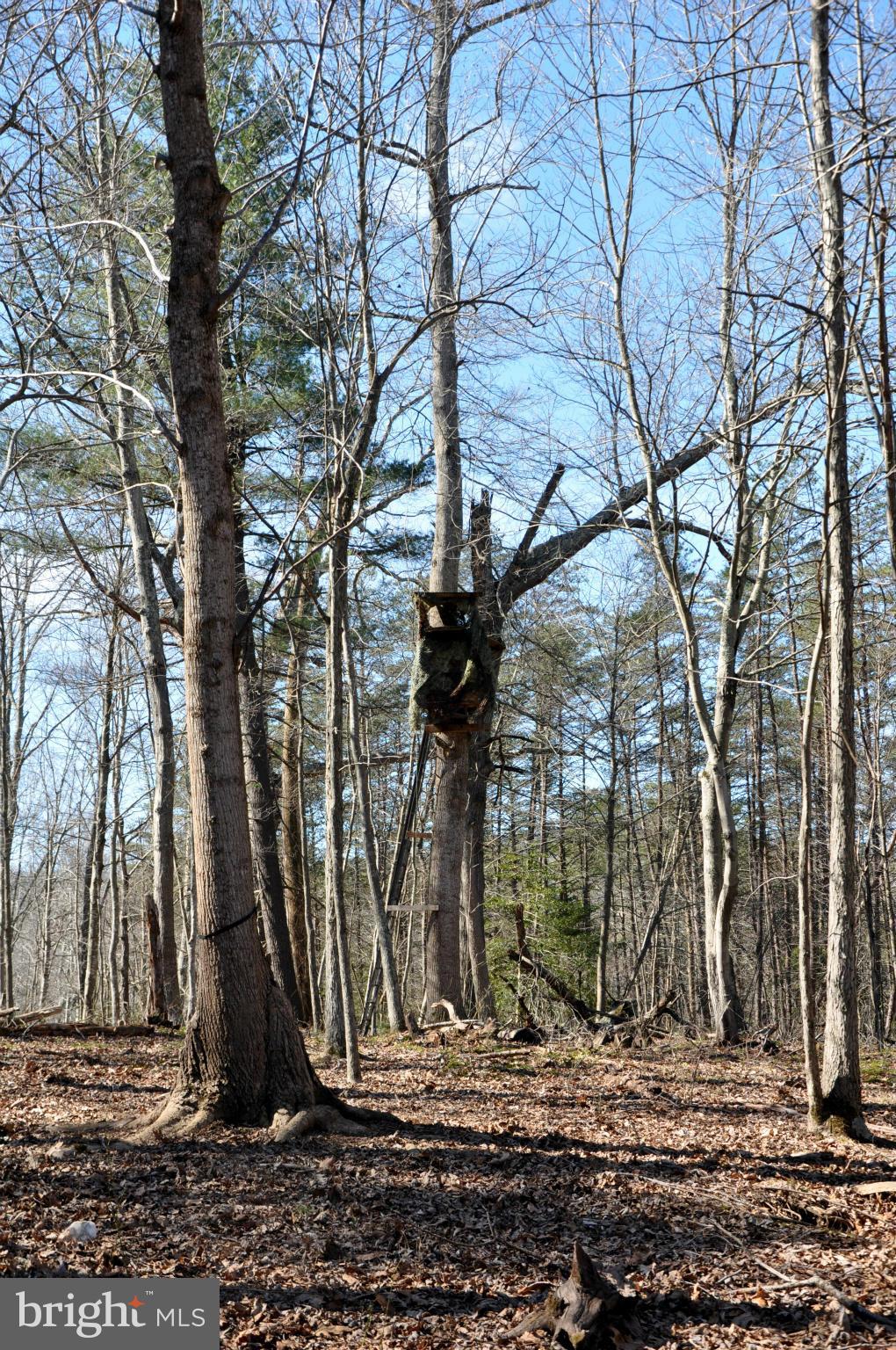 South Colonels Lane Castleton, VA 22716 - Photo 10 of 10 Great Hunting Land