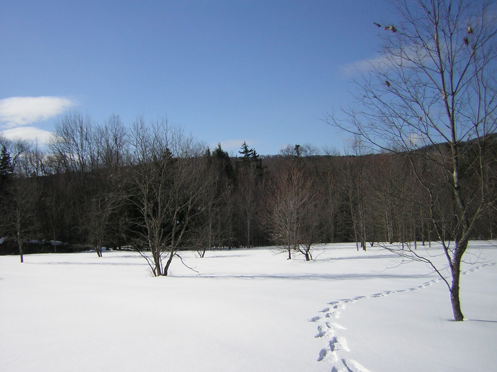 0 Sterling Valley Road Morristown, VT 05661 - Photo 11 of 40 Gallery Image 11