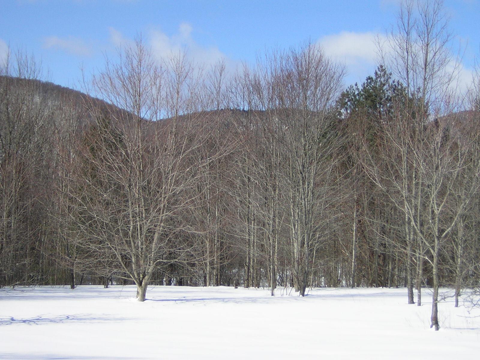 0 Sterling Valley Road Morristown, VT 05661 - Photo 21 of 40 Gallery Image 21