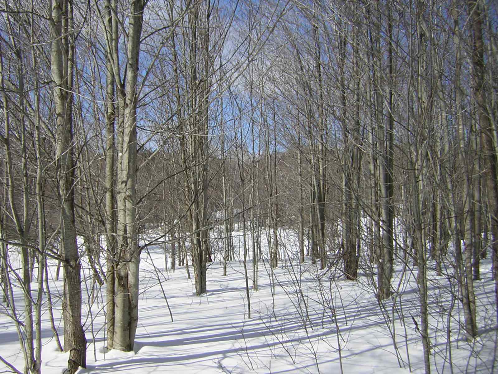 0 Sterling Valley Road Morristown, VT 05661 - Photo 6 of 40 Gallery Image 6