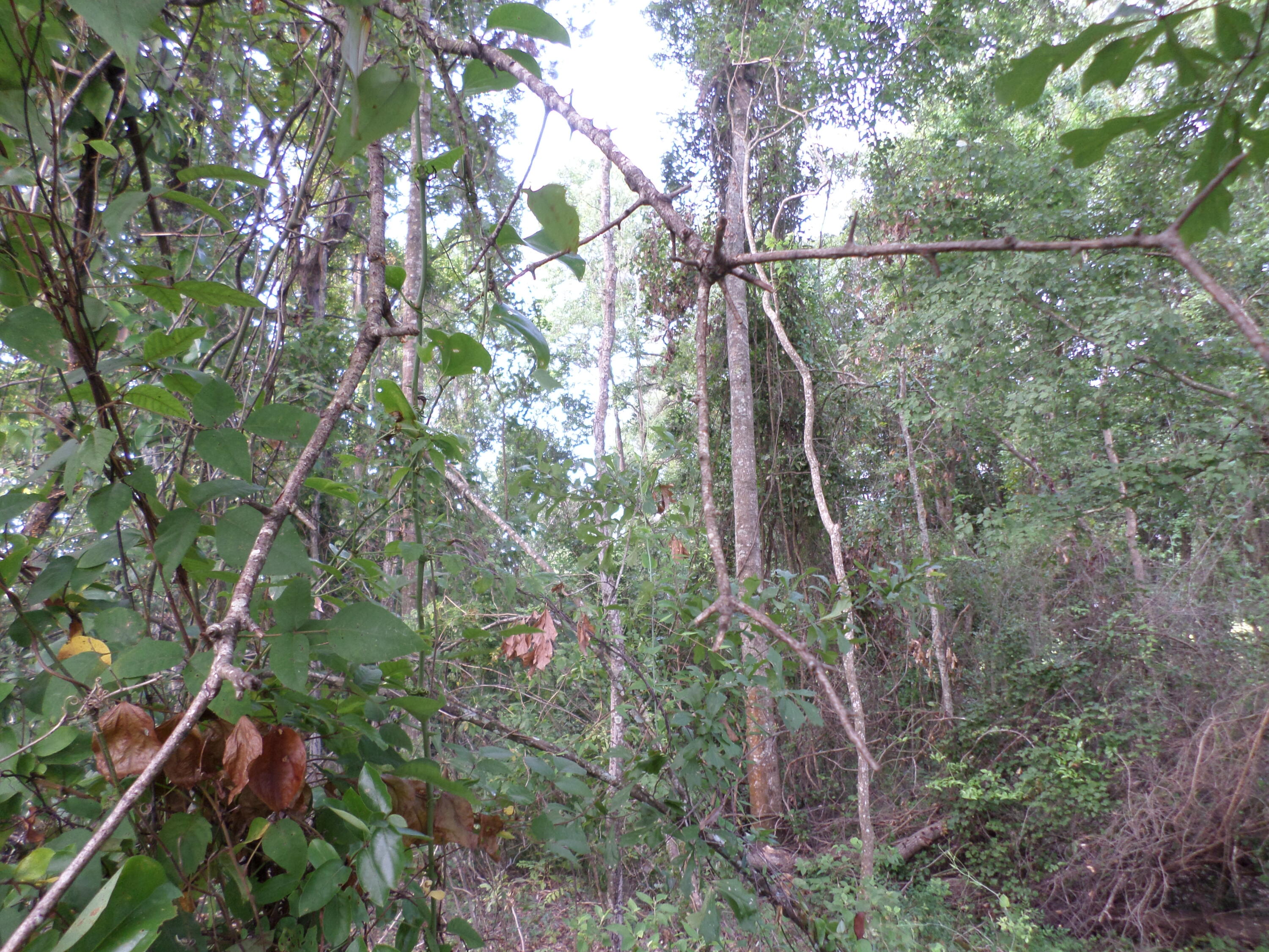 1671 Bonner Road Heidelberg, MS 39439 - Photo 19 of 81 Gallery Image 19