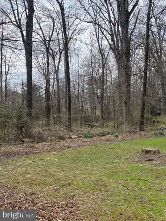 a view of a yard with trees