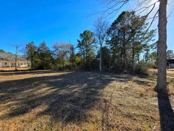 a view of road with large trees