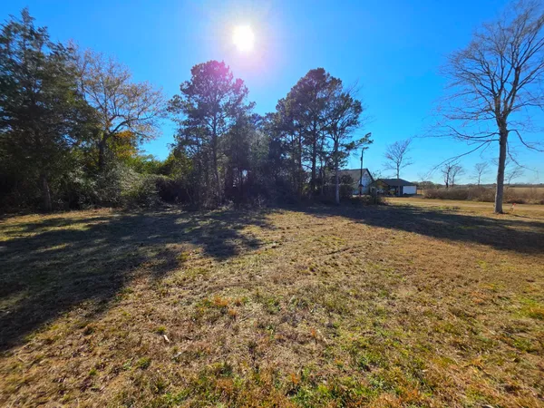 a view of a yard with plants and trees