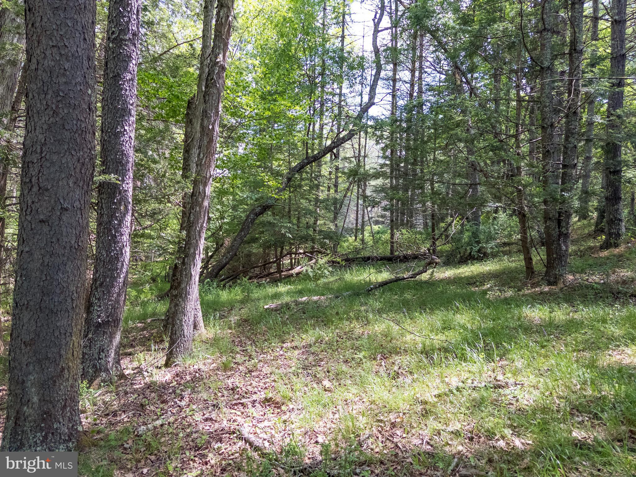 0 Mccarty Lane Dunmore, WV 24934 - Photo 18 of 19