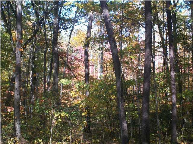 0 Thomas Cemetery Road Pikeville, TN 37367 - Photo 2 of 15 Additional Photo