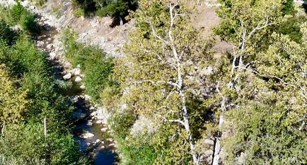 a view of a tree