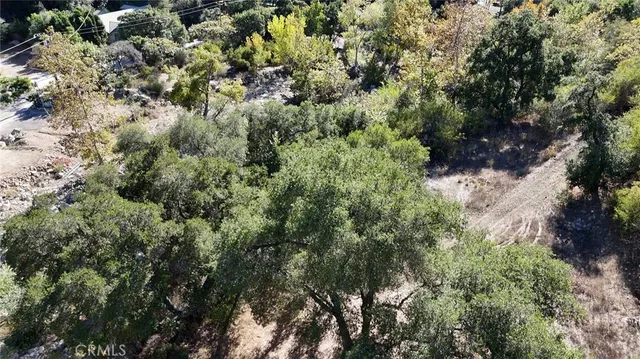 a view of a yard with plants and large trees