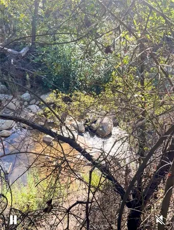 a picture of tree