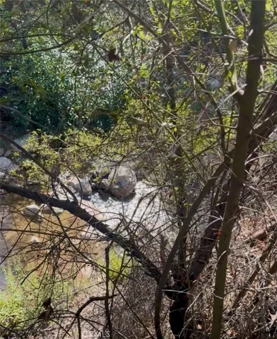 a view of a forest with trees