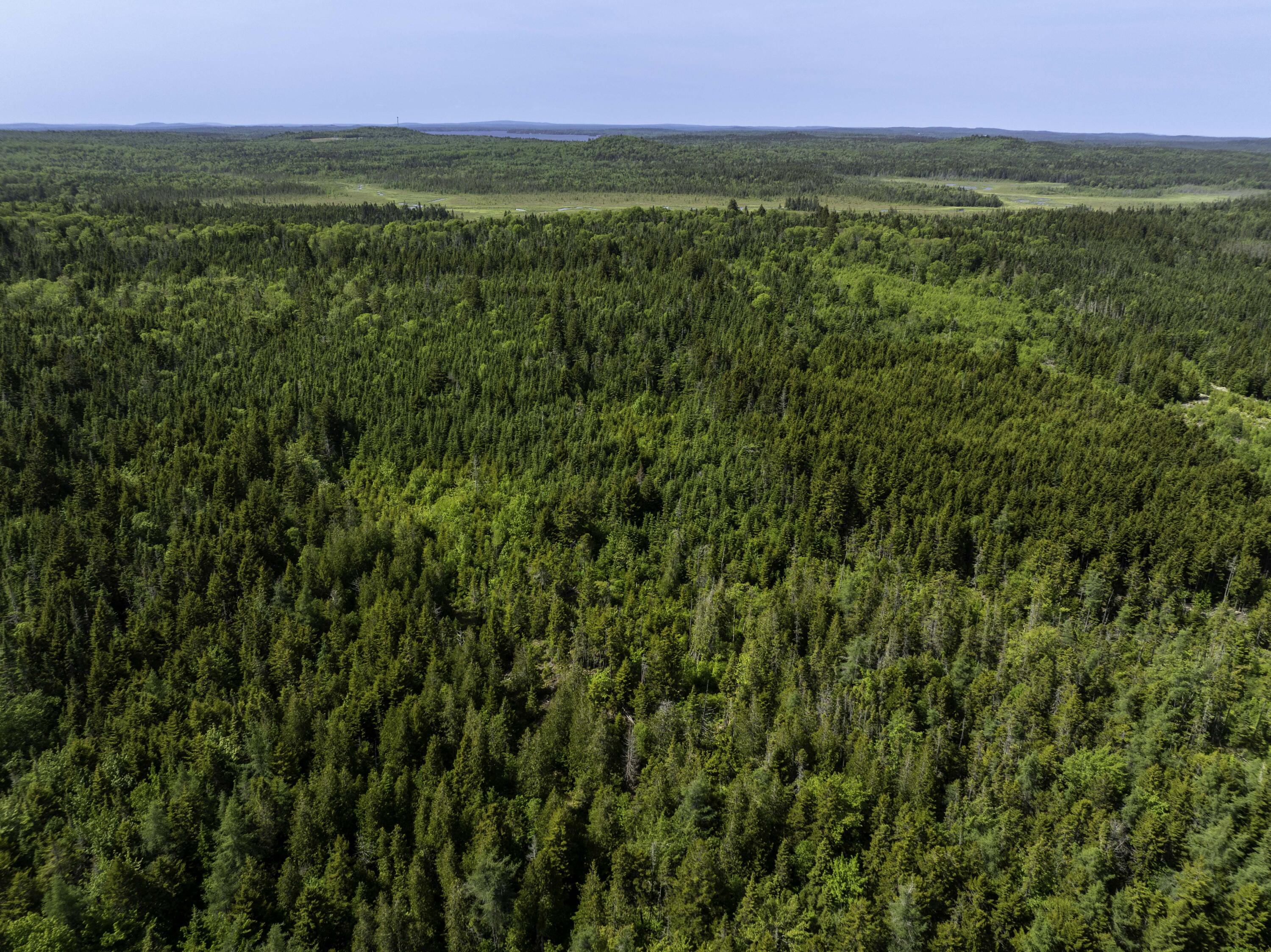 1 Map Road Whiting, ME 04691 - Photo 12 of 16 Trees More