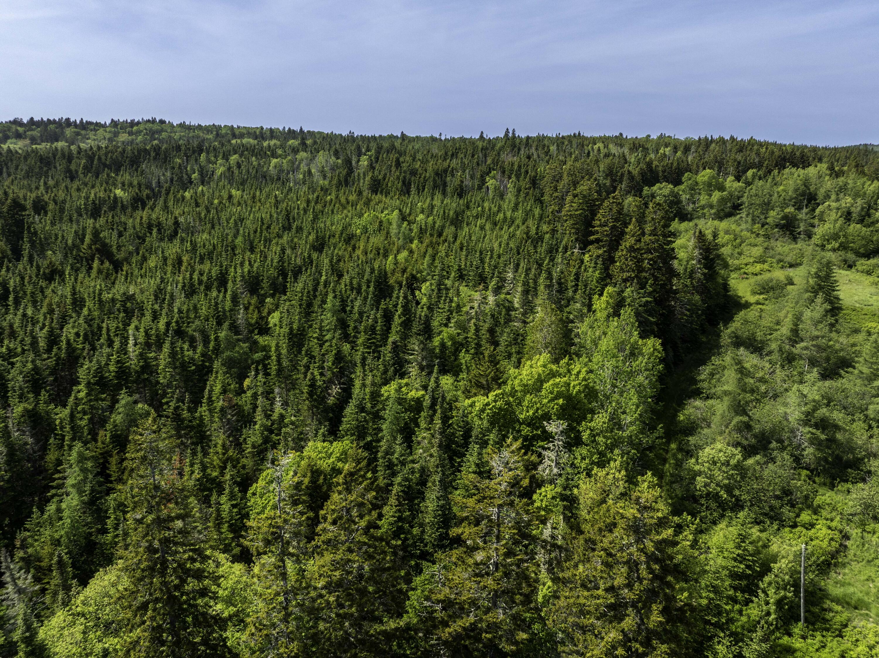 1 Map Road Whiting, ME 04691 - Photo 14 of 16 Detail Trees
