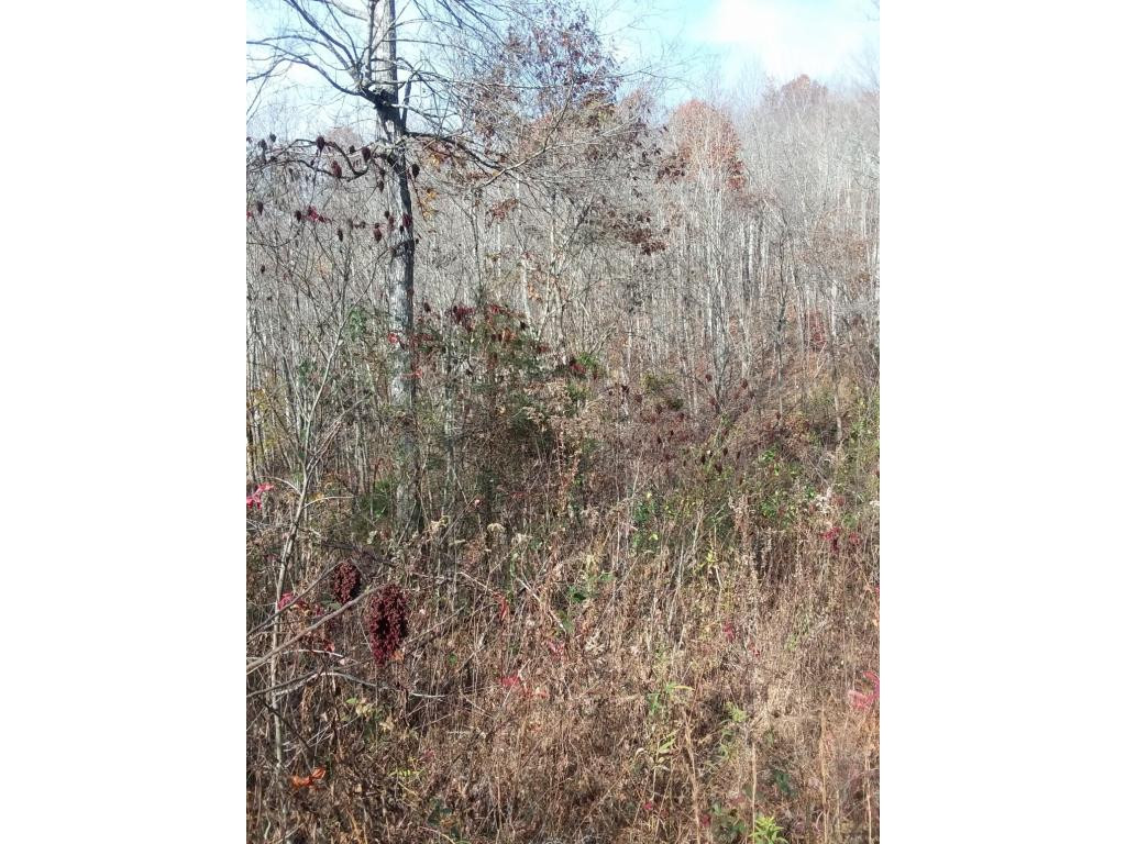 Tbd Whitaker Road Tazewell, TN 37879 - Photo 1 of 4 Photo 1