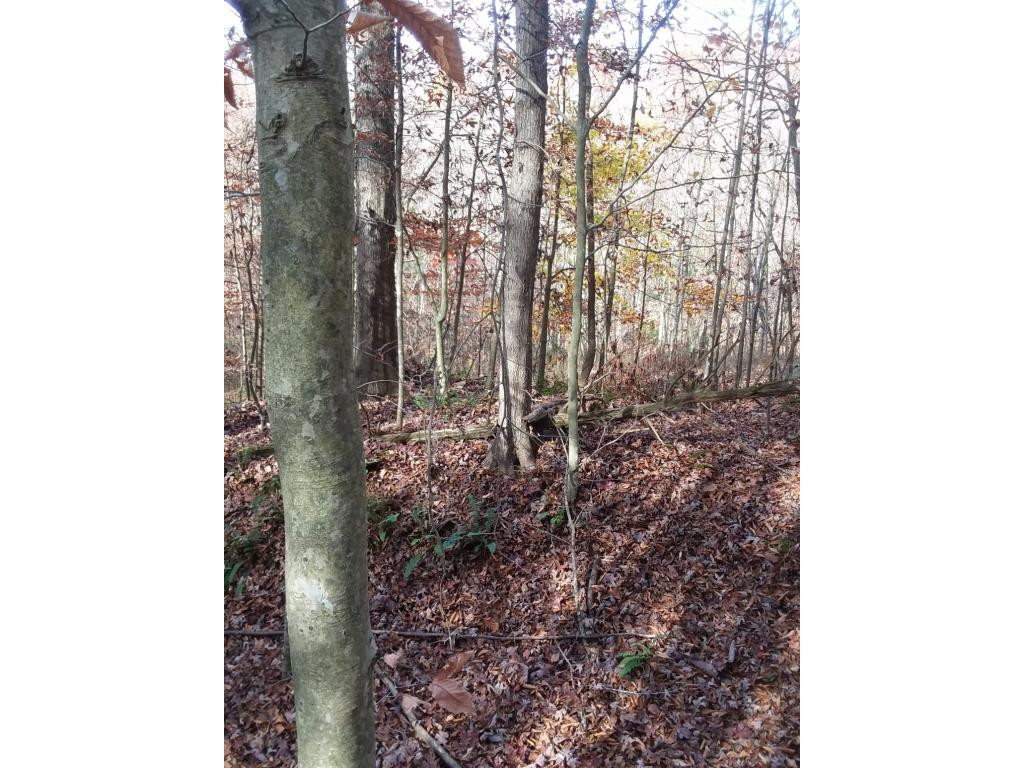 Tbd Whitaker Road Tazewell, TN 37879 - Photo 3 of 4 Photo 3