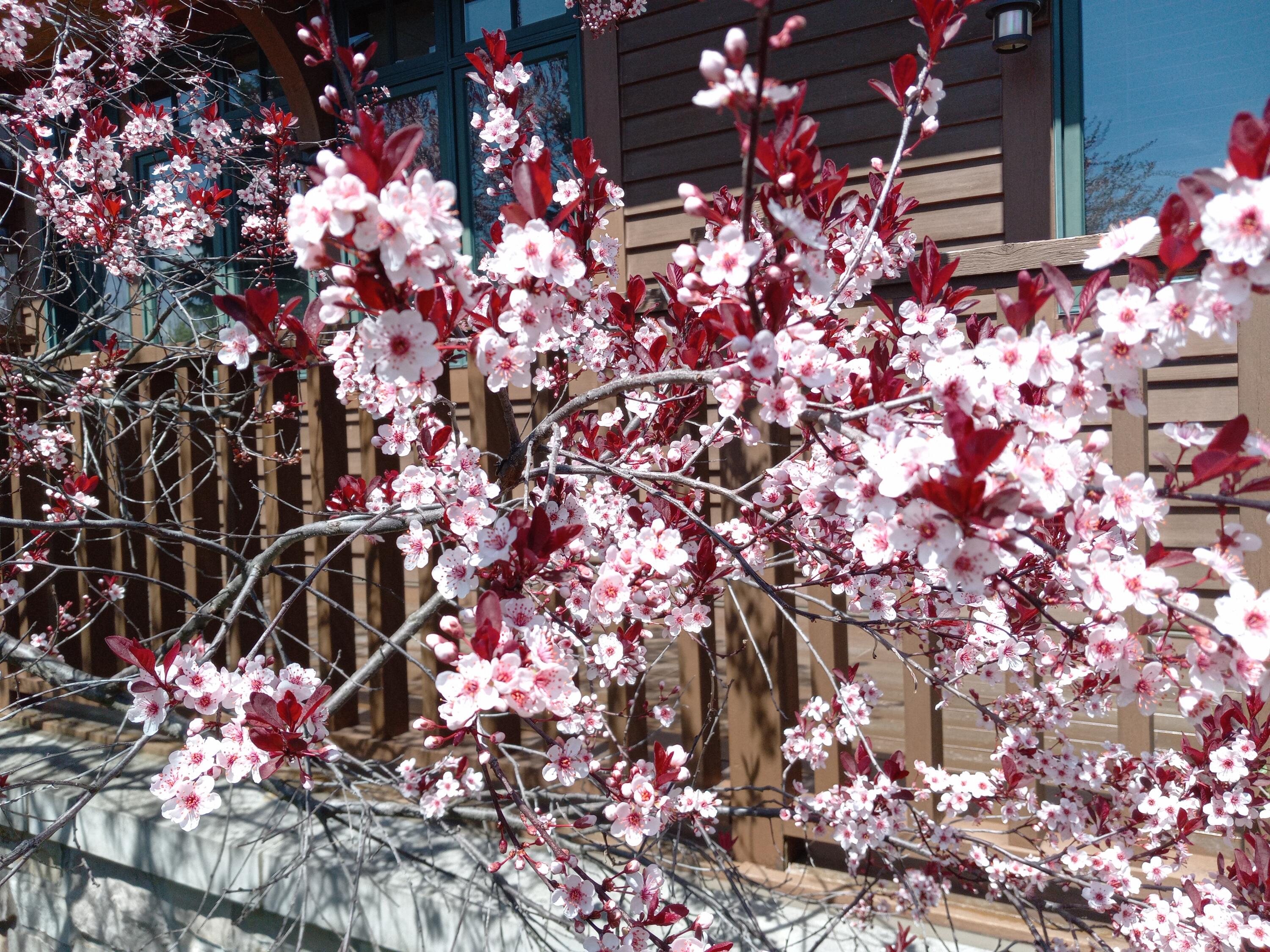 6236 Bald Eagle Road Mount Pleasant, WI 53406 - Photo 49 of 64 2023-5-3 pink plum blossom