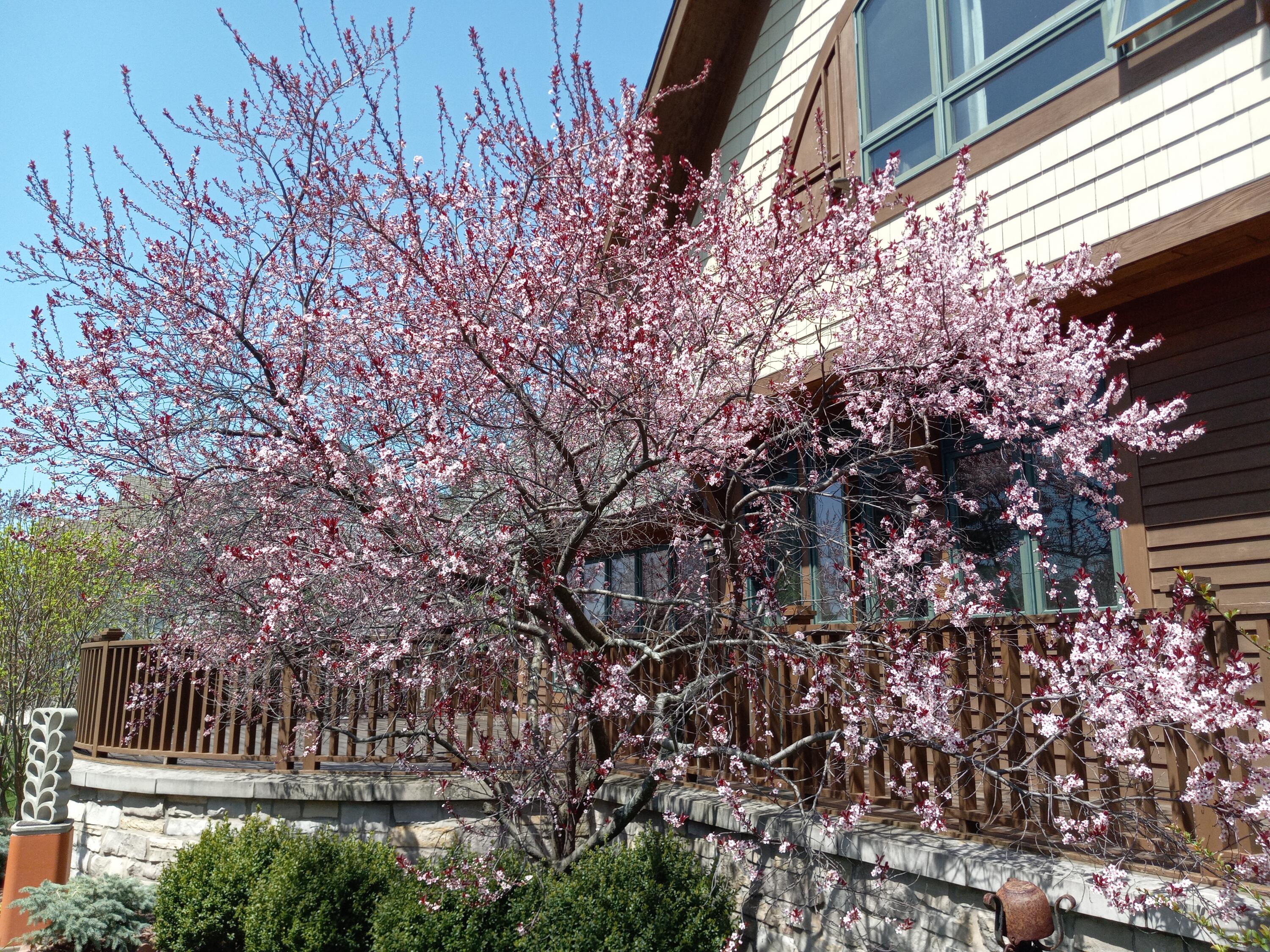 6236 Bald Eagle Road Mount Pleasant, WI 53406 - Photo 50 of 64 2023-5-4 pink plum blossom