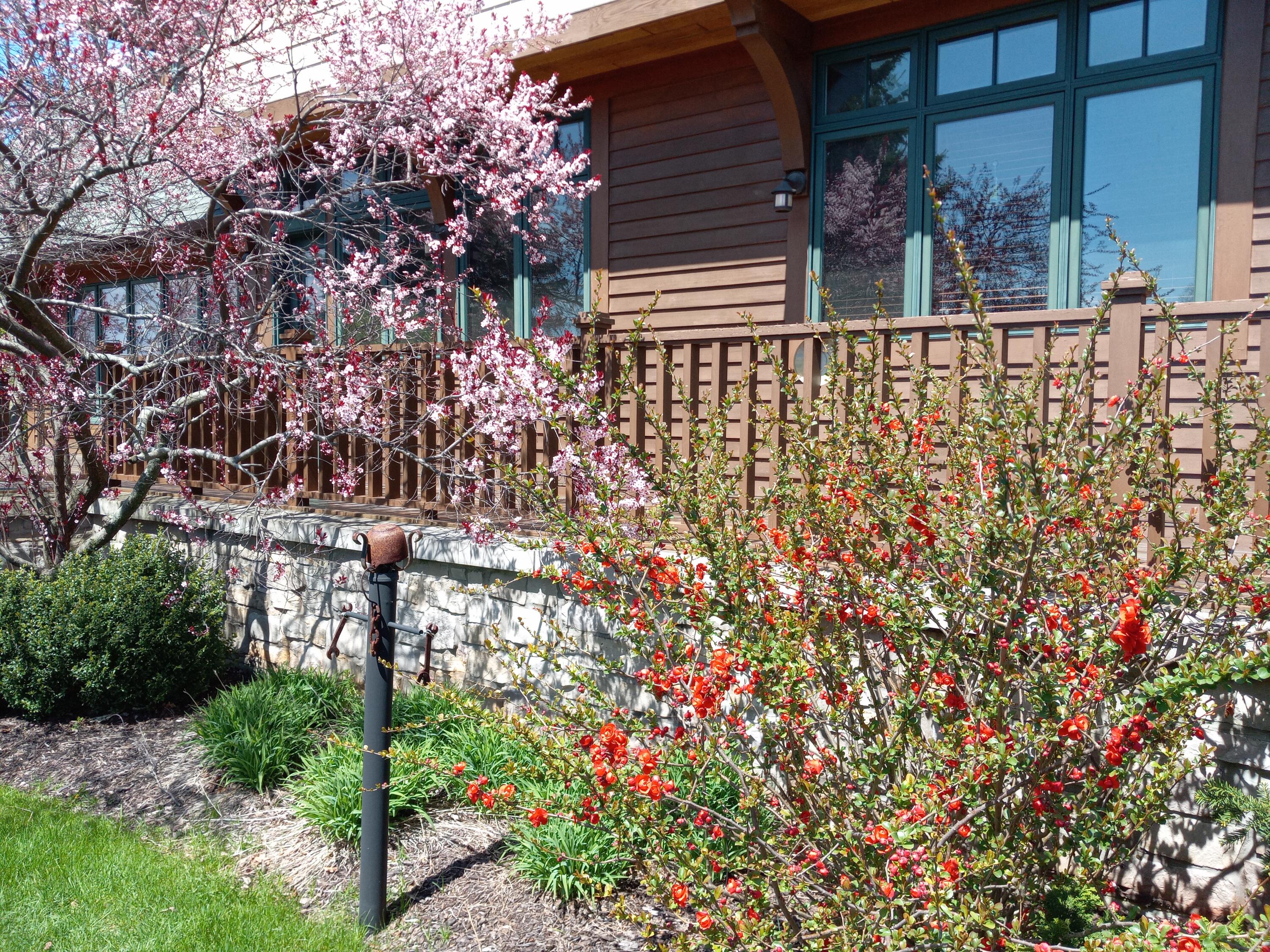 6236 Bald Eagle Road Mount Pleasant, WI 53406 - Photo 51 of 64 2023-5-3 pink plum blossom & red floweri