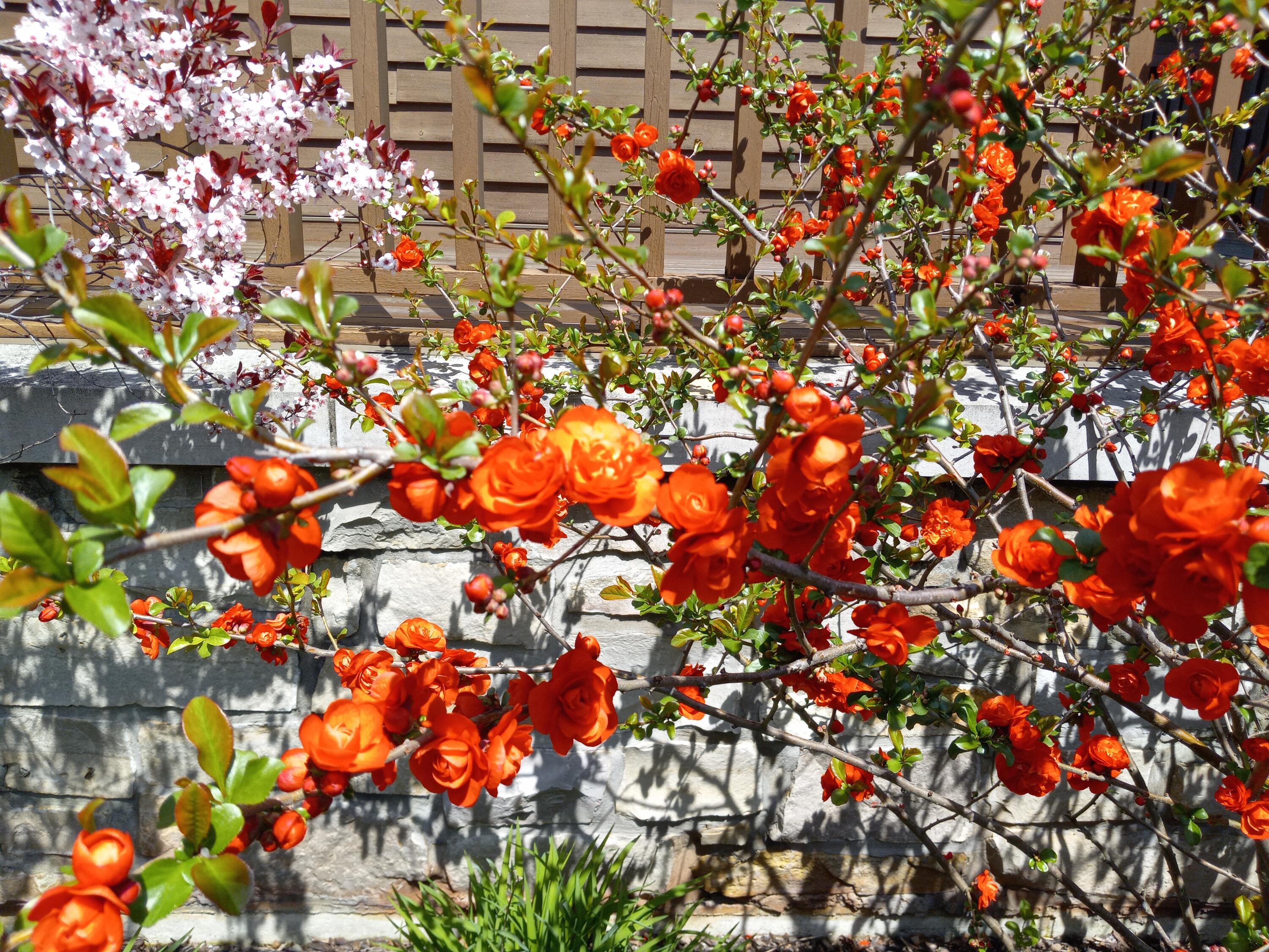 6236 Bald Eagle Road Mount Pleasant, WI 53406 - Photo 52 of 64 2023-5-4 red quince