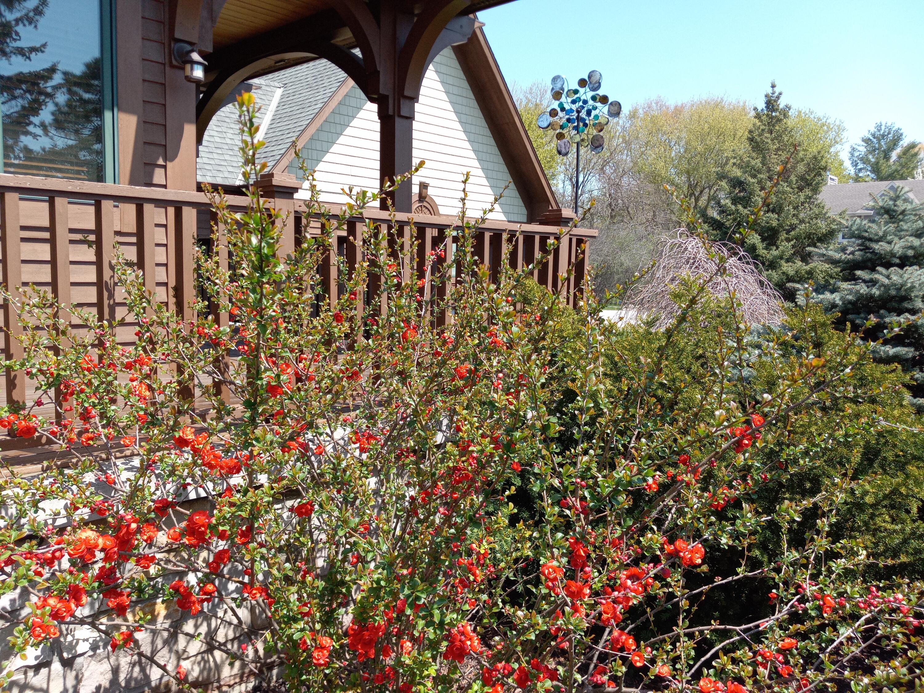 6236 Bald Eagle Road Mount Pleasant, WI 53406 - Photo 53 of 64 2023-5-4 red flowing quince