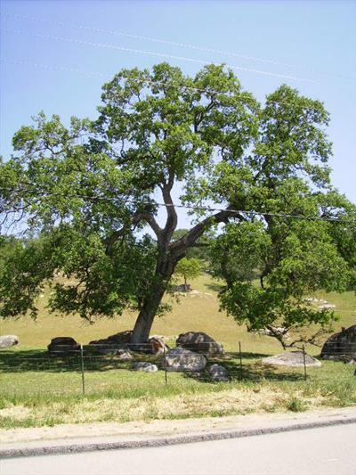 33246 George Smith Road Squaw Valley, CA 93675 - Photo 24 of 25 Beautiful majestic Oak, one of many that watch over the property.