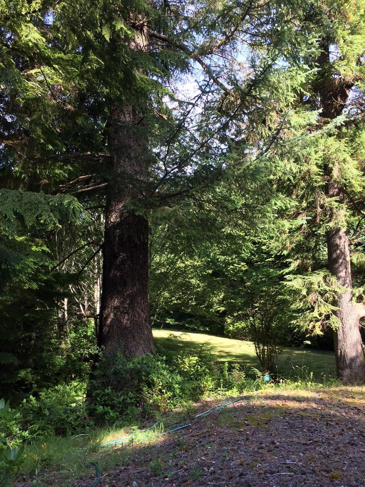 5679 South Immonen Road Lincoln City, OR 97367 - Photo 25 of 45 IMG_2826