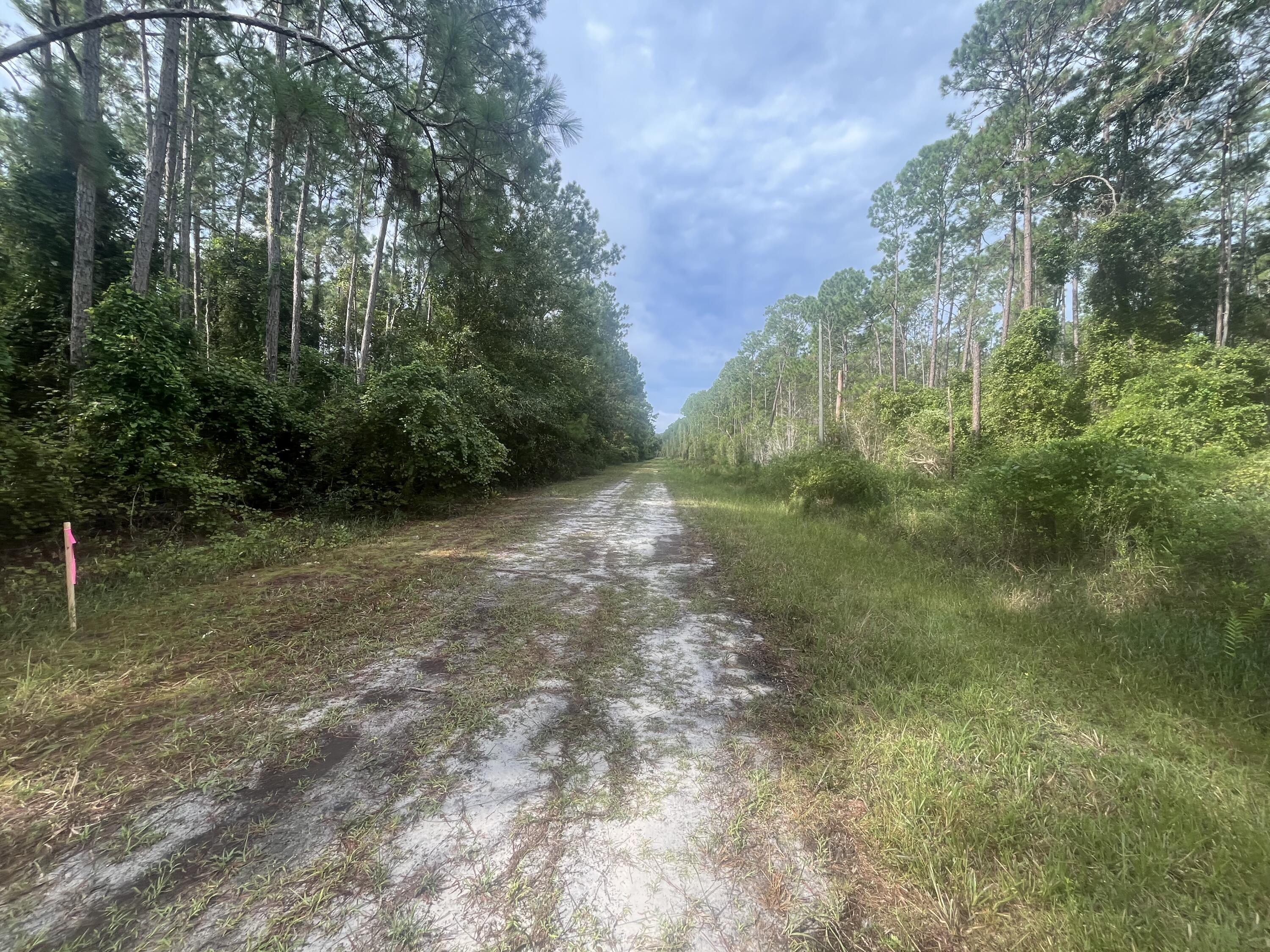 223 2nd Street Georgetown, FL 32139 - Photo 3 of 7 a view of a forest with trees in the background