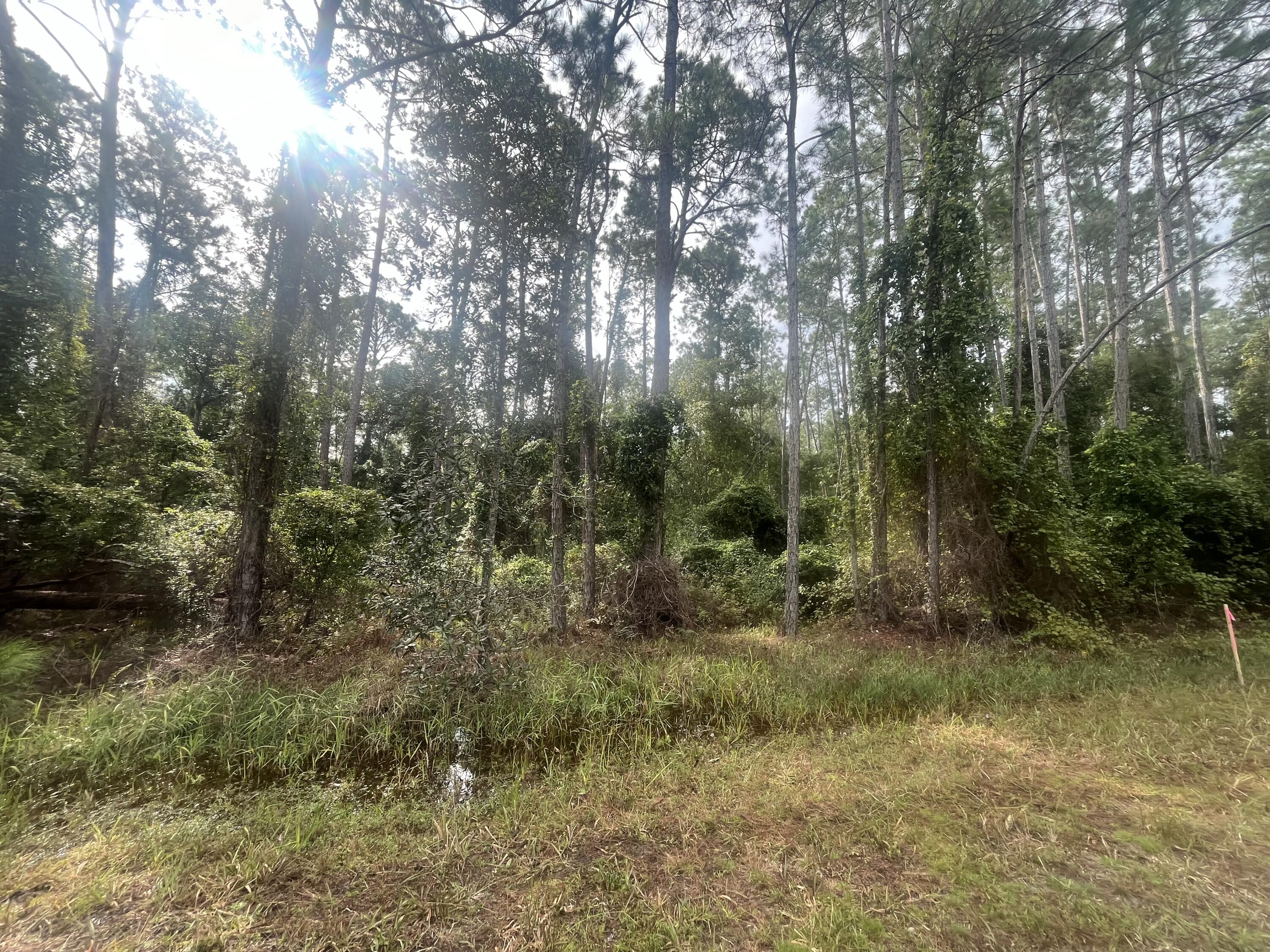 223 2nd Street Georgetown, FL 32139 - Photo 5 of 7 a view of a forest with trees in the background