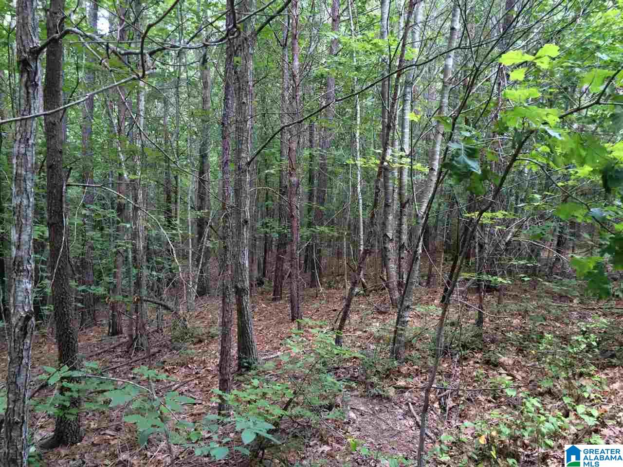 Spunky Hollow Road, Unit 18 7 Oneonta, AL 35121 - Photo 25 of 46