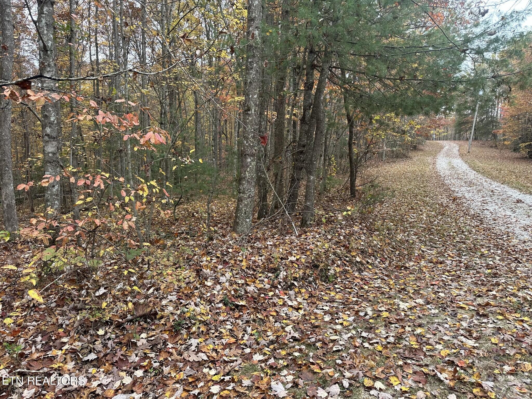 0 Doe Ridge Road Oneida, TN 37841 - Photo 11 of 16 a view of a yard with a tree