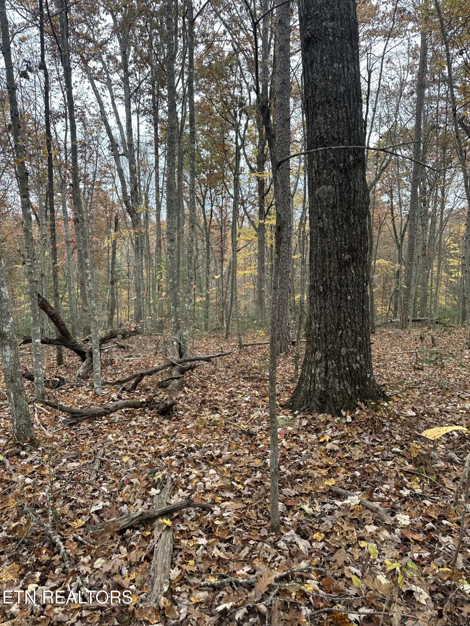 0 Doe Ridge Road Oneida, TN 37841 - Photo 14 of 16 a big yard with lots of green space