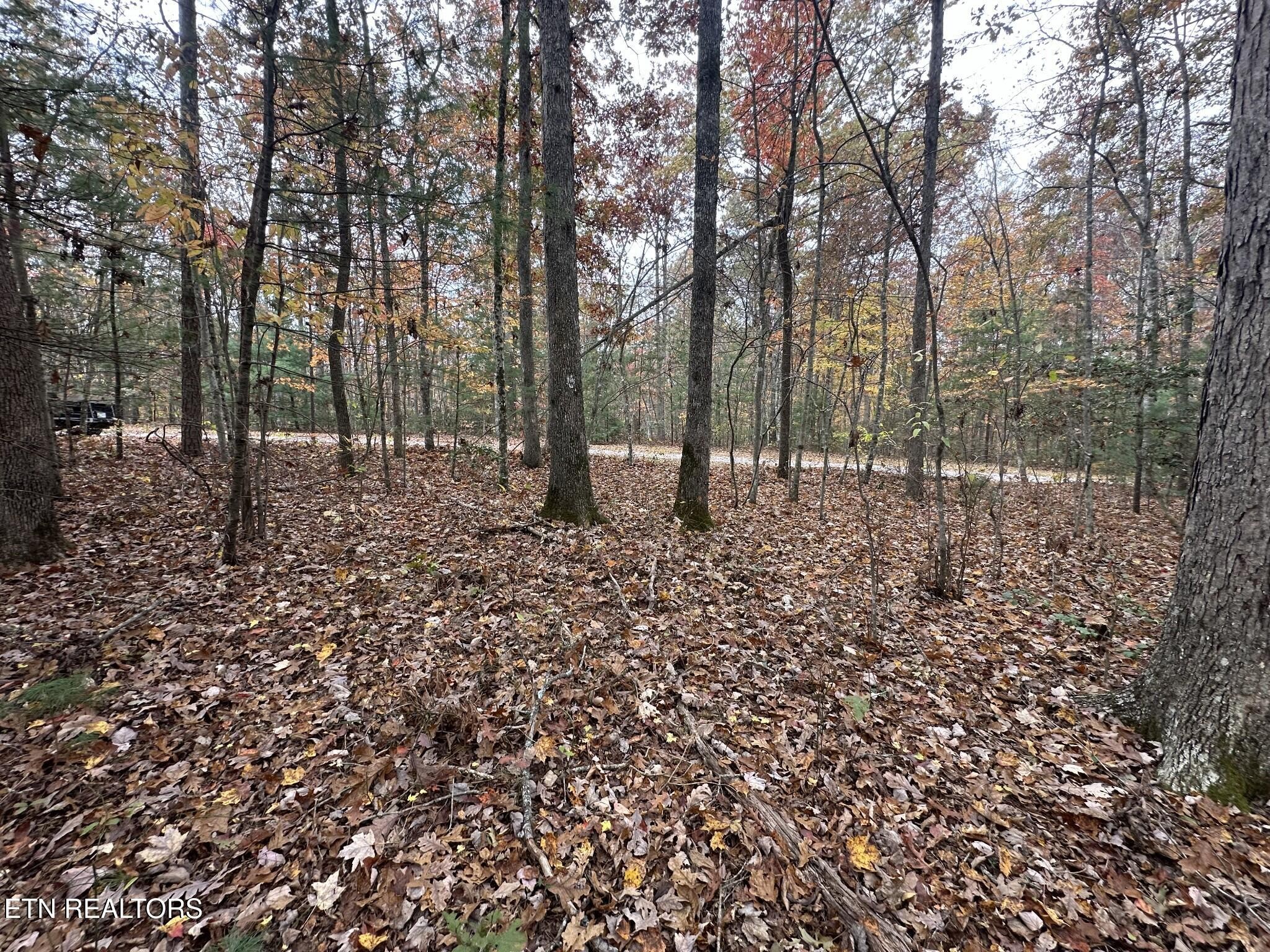 0 Doe Ridge Road Oneida, TN 37841 - Photo 6 of 16 a view of a yard with a tree
