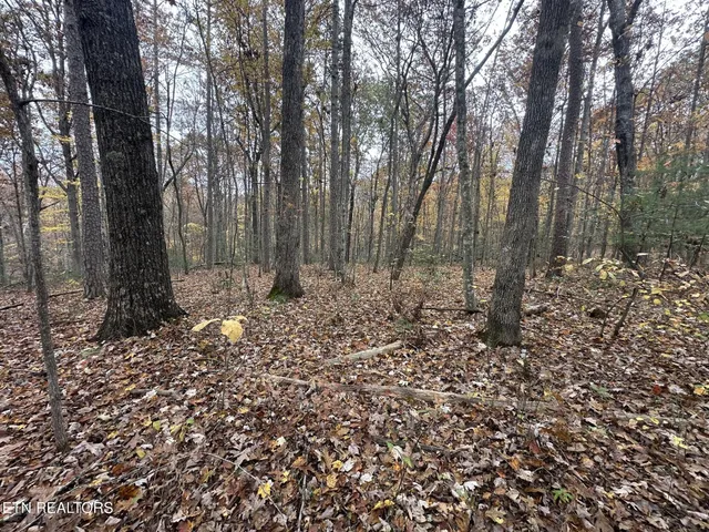 a view of a forest with trees