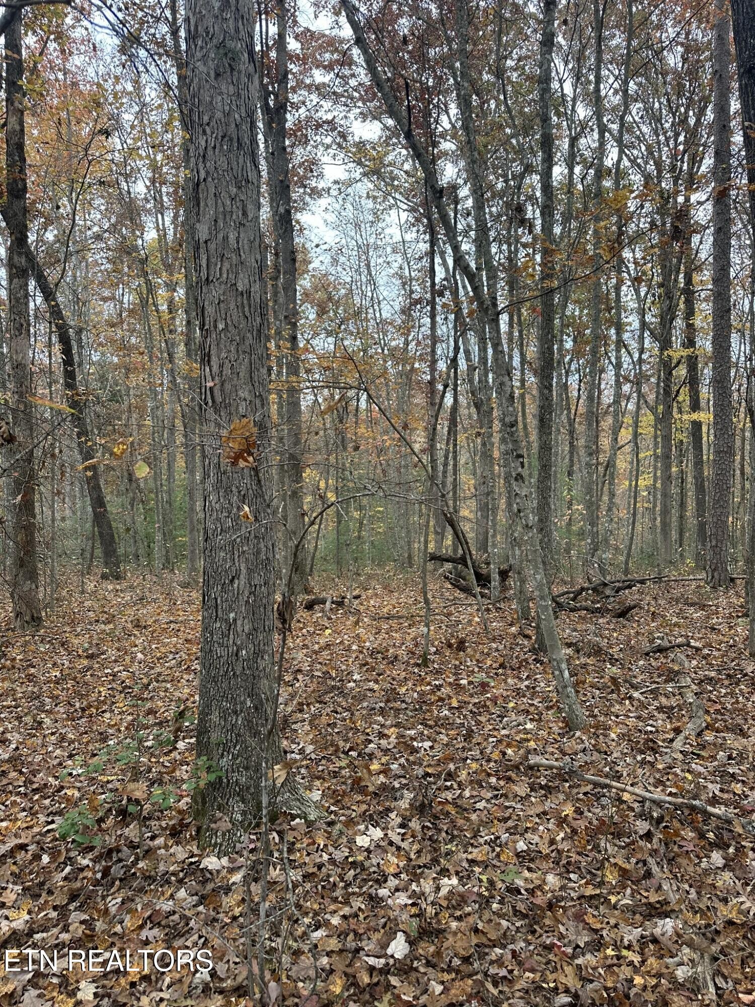 0 Doe Ridge Road Oneida, TN 37841 - Photo 8 of 16