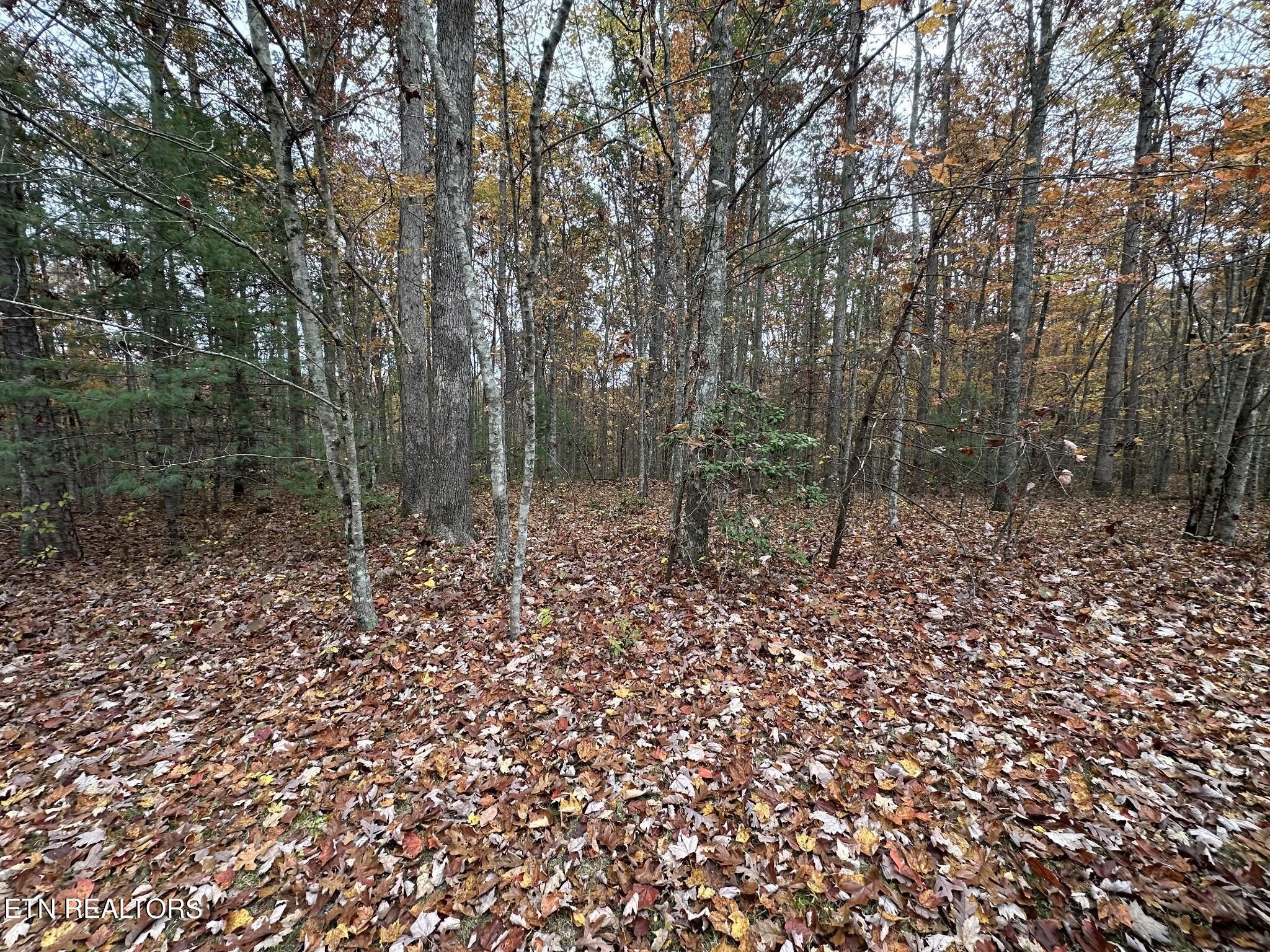 0 Doe Ridge Road Oneida, TN 37841 - Photo 9 of 16 a view of a forest with trees
