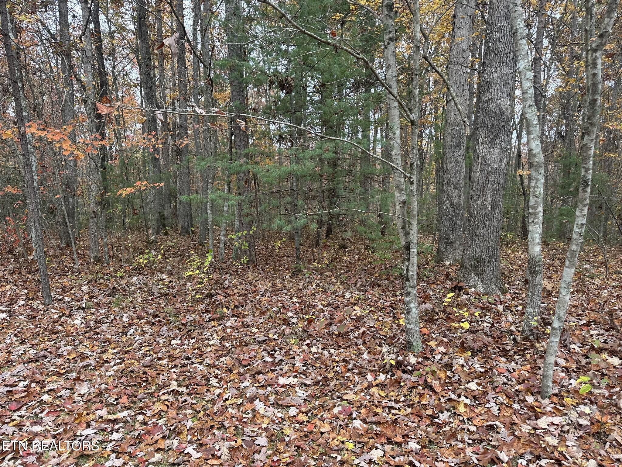 0 Doe Ridge Road Oneida, TN 37841 - Photo 10 of 16 a view of a forest with a tree