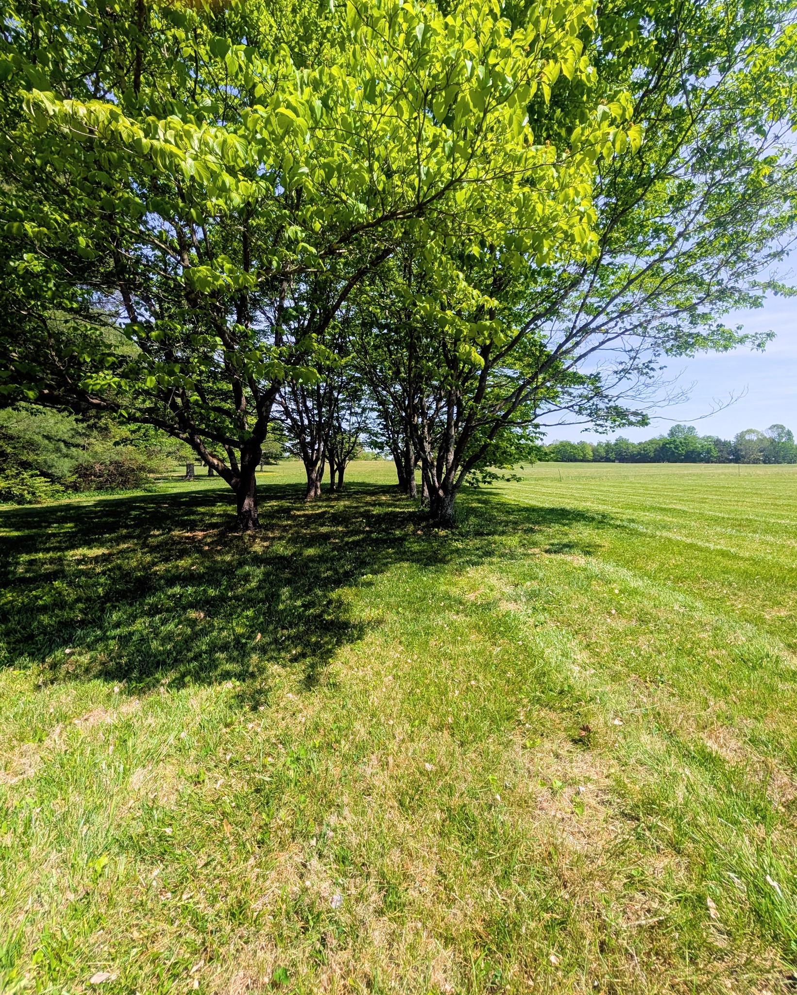 1080 Bybee Branch Road McMinnville, TN 37110 - Photo 50 of 52