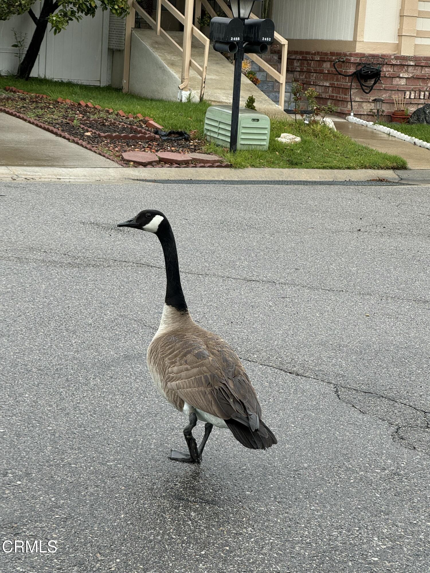 440 Dewberry Lane, Unit 105 Oxnard, CA 93036 - Photo 50 of 75 a bench sitting in the middle of a yard