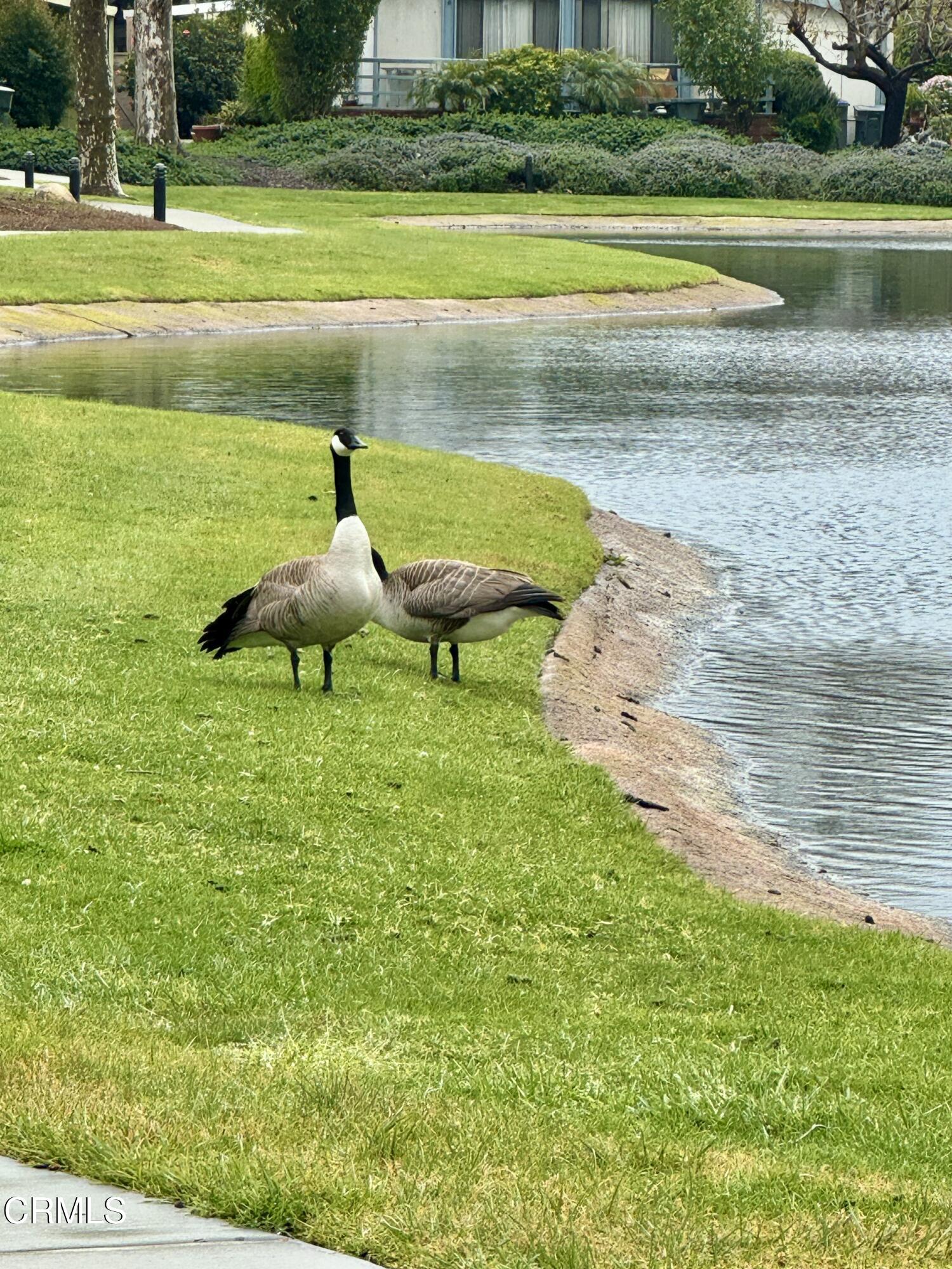 440 Dewberry Lane, Unit 105 Oxnard, CA 93036 - Photo 53 of 75 tempImageiPDvOb