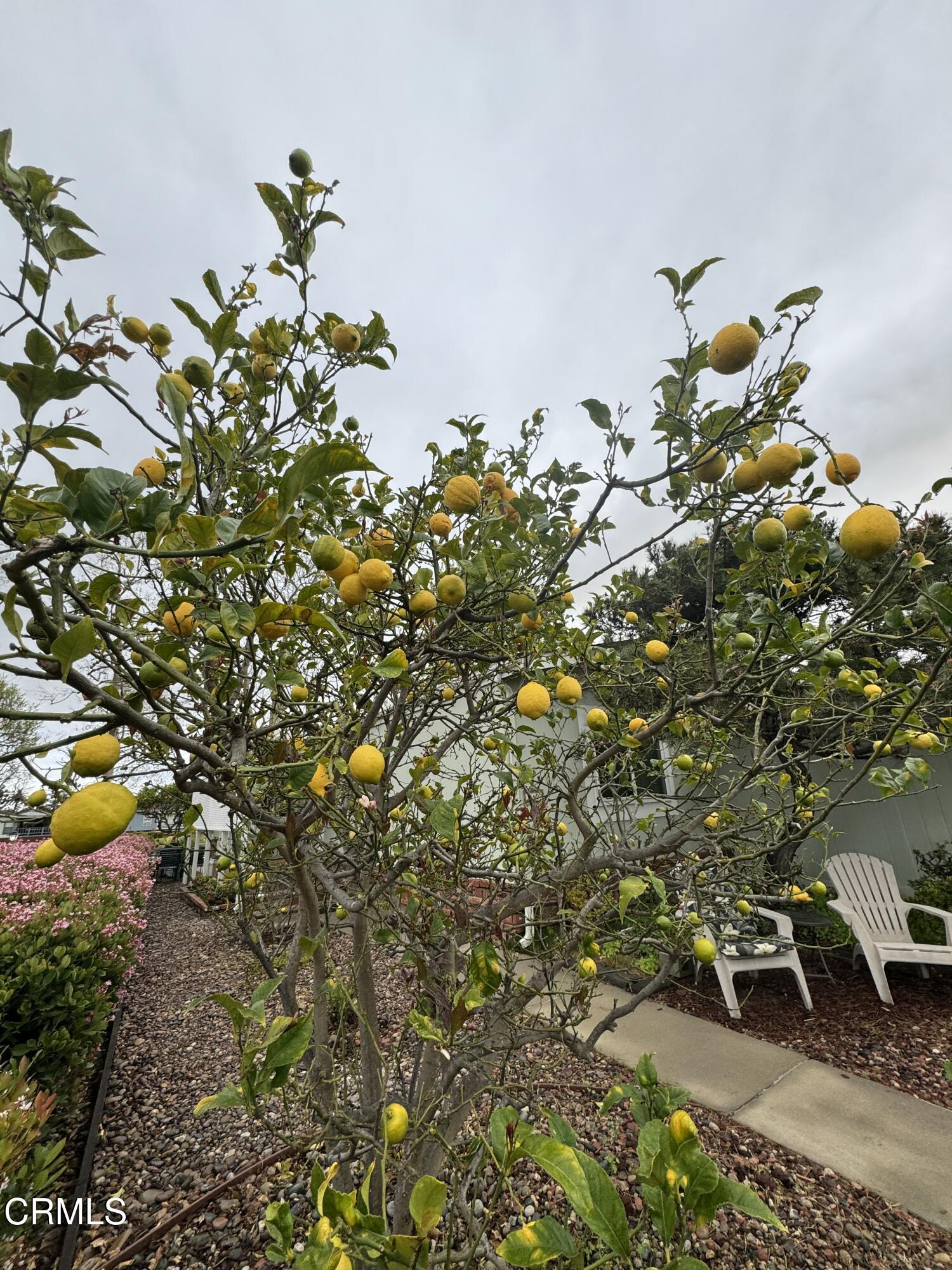440 Dewberry Lane, Unit 105 Oxnard, CA 93036 - Photo 59 of 75 a picture of flowers