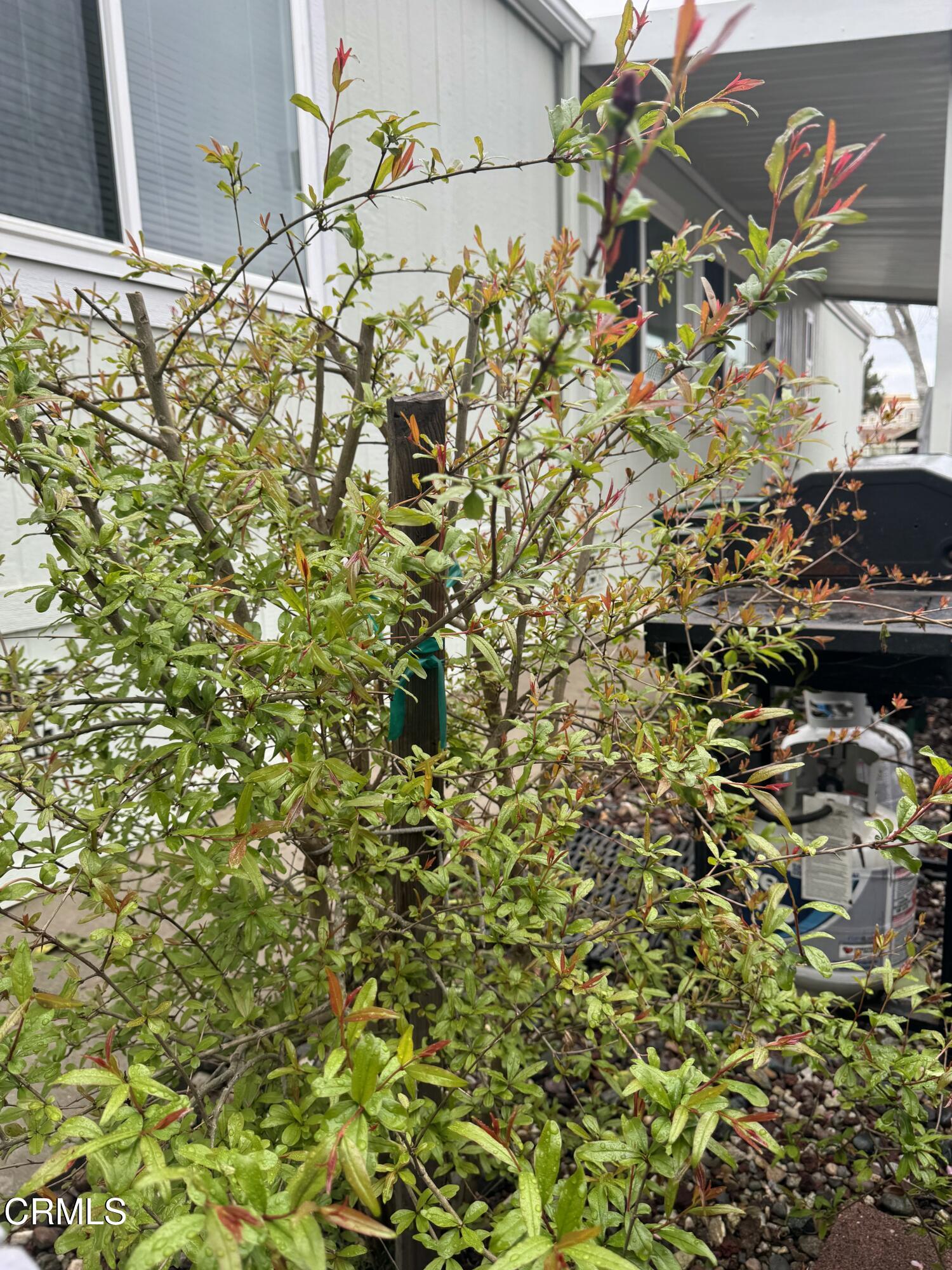 440 Dewberry Lane, Unit 105 Oxnard, CA 93036 - Photo 63 of 75 tempImageSPMuqR