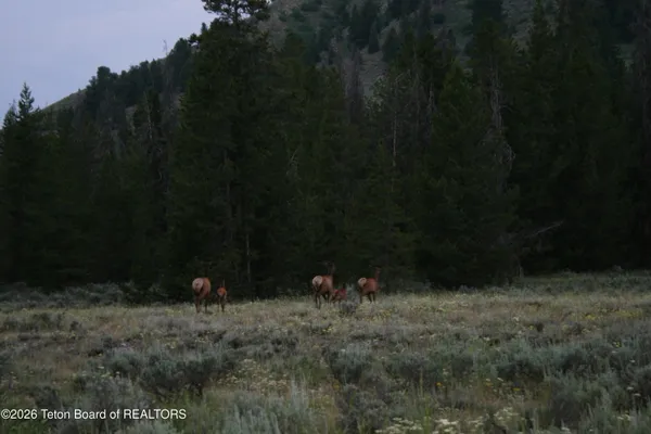 $185,000 | Lot 4 Flying Frog Lane, Dubois, WY 82513