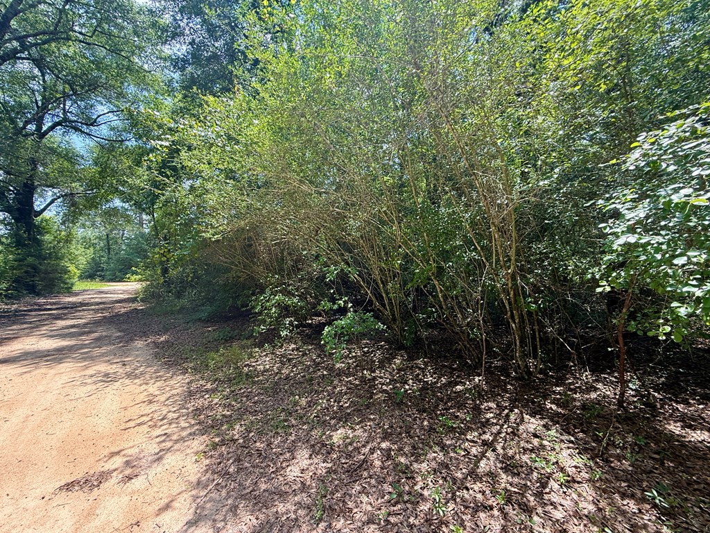 0 Grove Road Hartford, AL 36344 - Photo 5 of 25