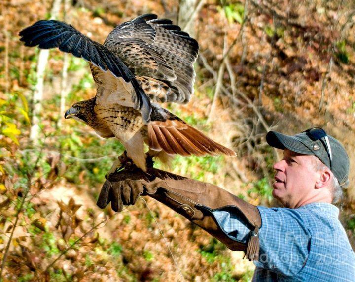 Lot 252 Tote Road, Unit 252 Sylva, NC 28779 - Photo 8 of 10 a view of a backyard