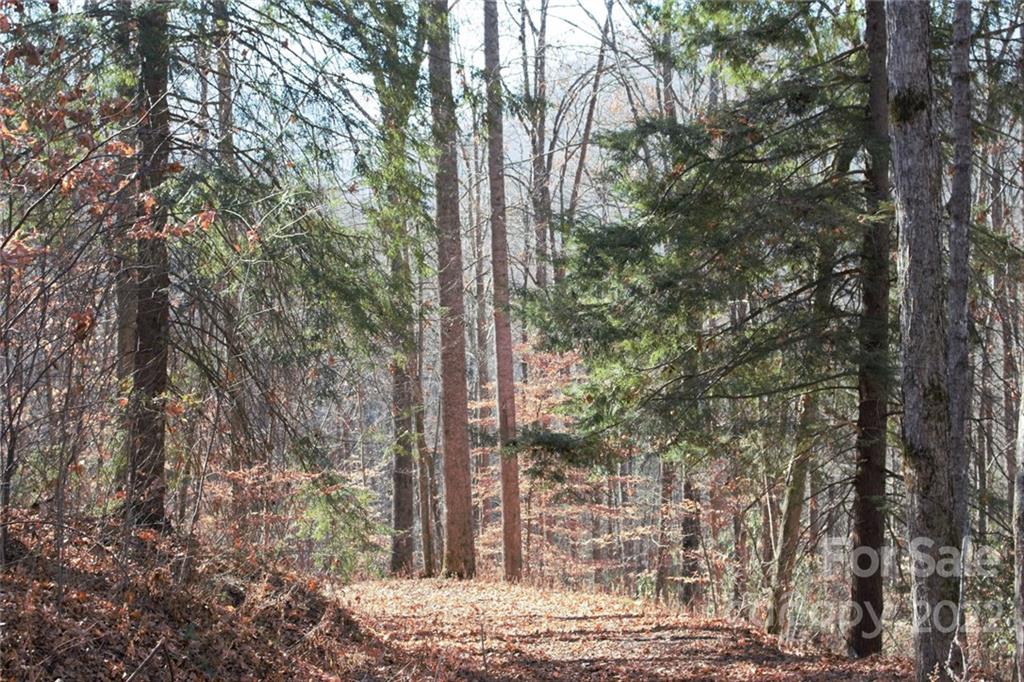 Lot 252 Tote Road, Unit 252 Sylva, NC 28779 - Photo 10 of 10 a view of a tree in front of a house