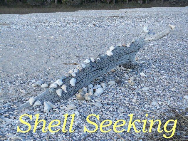 8342 Shell House Road Edisto Island, SC 29438 - Photo 43 of 49 44