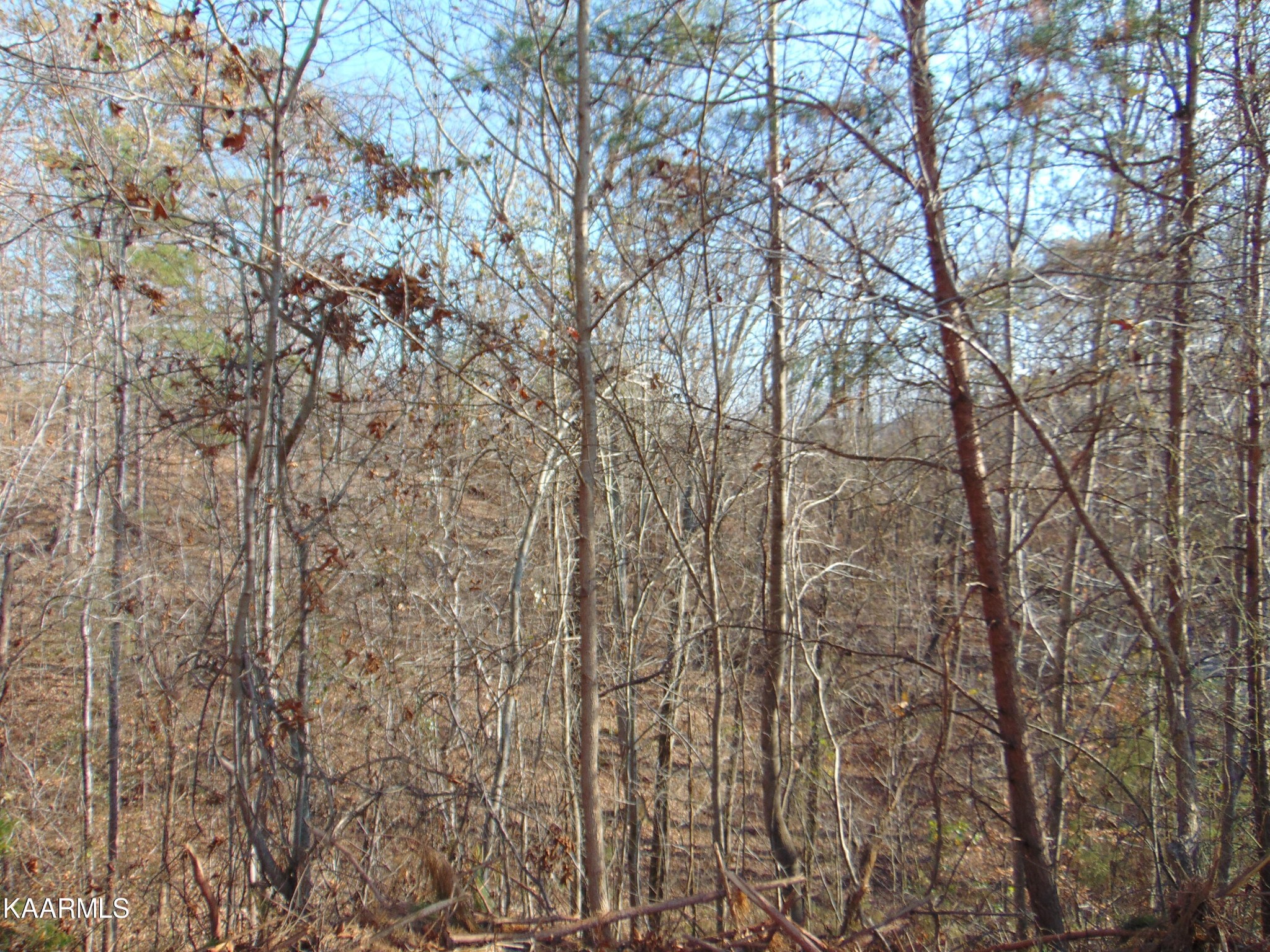 738 Lamontville Road Decatur, TN 37322 - Photo 12 of 60