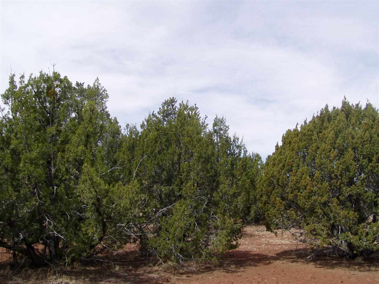 Lot 102 Ranch Road Concho, AZ 85924 - Photo 3 of 5